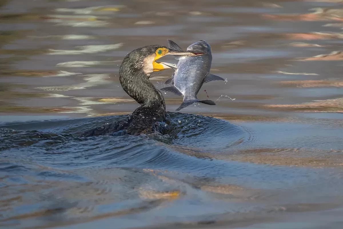 An Ode to Birds - Earth’s Feathery Companions
