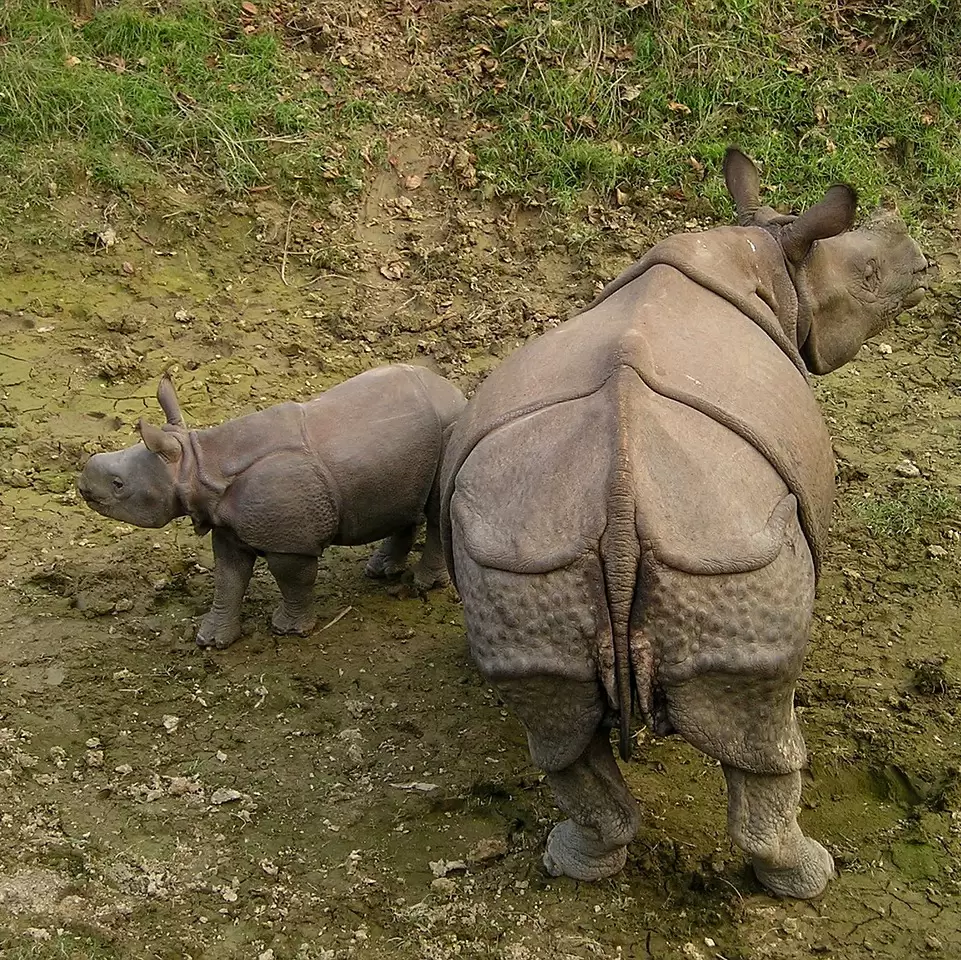 TWO DAYS TO RHINO LAND [BHCP]